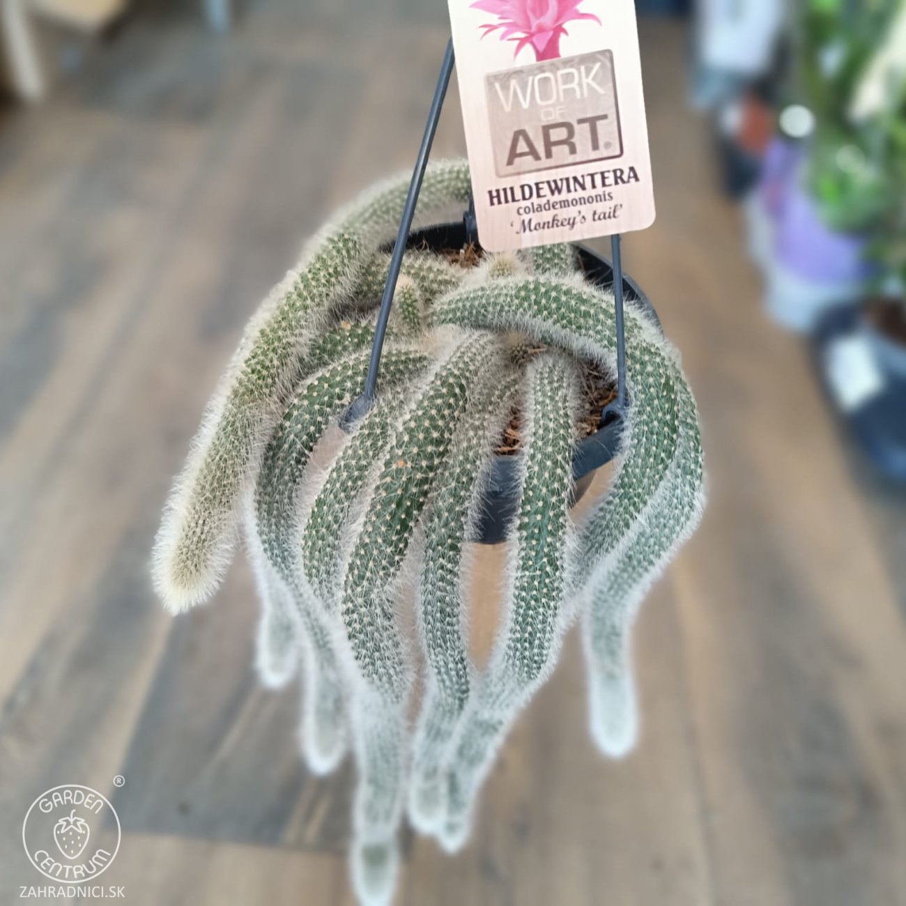 Obrázok Kaktus (Cleistocactus colademononis) ´MONKEY TAIL´ - dĺžka 30-40 cm. kont. C1L - závesný kvetináč